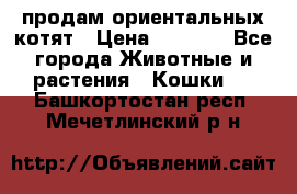 продам ориентальных котят › Цена ­ 5 000 - Все города Животные и растения » Кошки   . Башкортостан респ.,Мечетлинский р-н